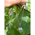 Kép 5/10 - Hold medál holdkővel /  Moon pendant with moonstone