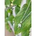Kép 5/7 - Ezüst pálmafa / Silver palm tree