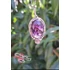 Kép 11/13 - Ametiszt medál rózsával / Amethyst pendant with a rose